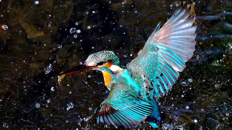 Why "Phantom Bird" Kingfishers Returned to Upscale Neighborhoods in Central Tokyo